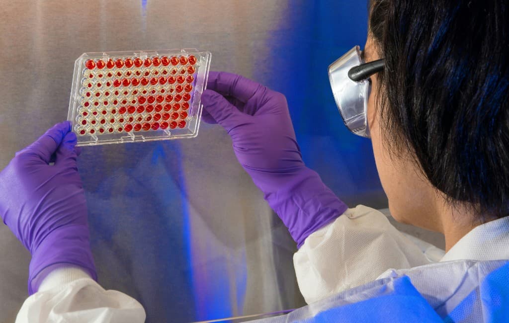 Scientist inspecting a 96-well assay plate during high-throughput screening